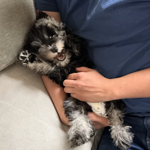 A schnauzer puppy flopped on its back in someone's arms, mouth wide open mid-bark