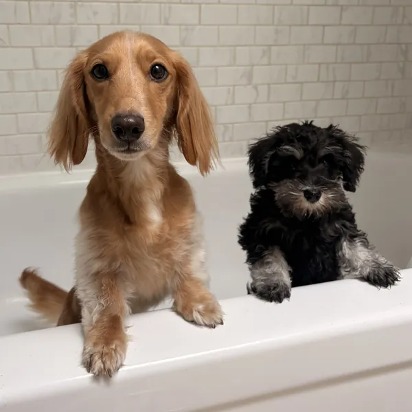 Kimchi, a black schnauzer puppy, and her brother, a long-eared golden pup, side by side with their paws on the edge of a bathtub