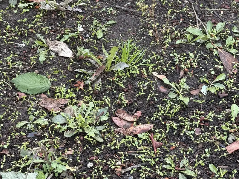The same patch of soil after a Doody Free visit, with every pile of dog waste picked up
