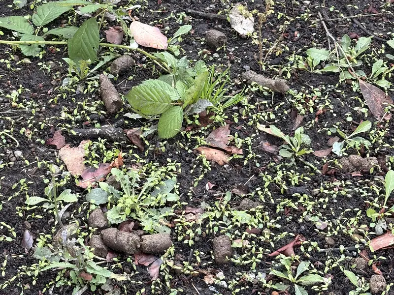 A patch of backyard soil with about a dozen piles of dog waste, before a Doody Free visit