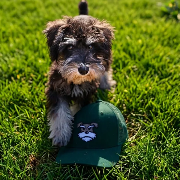Kimchi, the miniature schnauzer behind the Doody Free logo, resting her paw on a Doody Free hat in fresh green grass